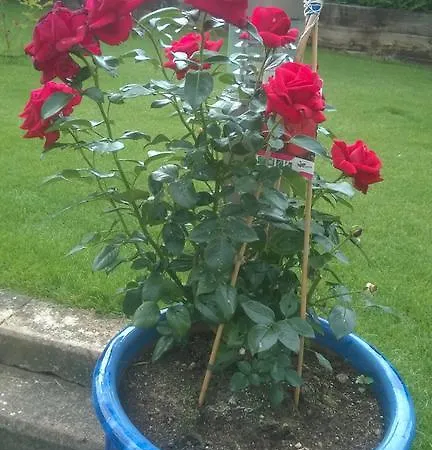 Margarethe Konukevi 3*